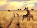 Dwie żyrafy na tle sawanny w Tanzanii. Ciekawostki o tym kraju obejmują jego bogactwo fauny i malownicze krajobrazy.