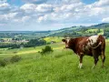 Brązowo-biała krowa na zielonym wzgórzu, w tle malownicza panorama wsi i pagórków. Widok z przełęczy Snozka.