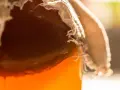 Gros plan sur un bocal couvert de tissu, révélant un liquide ambré pétillant, signe de la transformation du sucre fermenté.