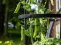 Peas growing on a trellis, showing lush green pods and leaves. This visual answers the question: do peas need a trellis?