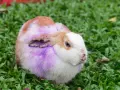 Coniglio con pelo viola e arrossato, forse affetto da dermatite umida.