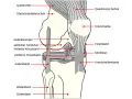 Anatomische Darstellung des Knies mit Beschriftungen. Hilfreich bei der Erklärung von knieschmerzen nach wandern.