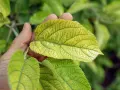 Dłoń pokazuje liście hortensji z widoczną chlorozą. Żółte unerwienie kontrastuje z zielenią.