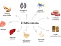 Orzechy brazylijskie, małże, tuńczyk, sardynki, stek wołowy, wątroba, ryż, fasola i chleb pełnoziarnisty to źródła selenu.