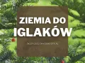 Zielone iglaki z czerwonymi owocami. Napis: Ziemia do iglaków. Idealna ziemia do iglaków dla Twoich roślin.