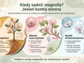 Jesień to najlepszy czas, kiedy sadzić magnolię. Wrzesień-październik sprzyja regeneracji korzeni przed zimą. Wiosną magnolie są wrażliwe na przymrozki.