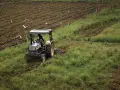 Traktor z kultywatorem pracuje na polu, spulchniając ziemię. Ptaki krążą nad pracującym rolnikiem.