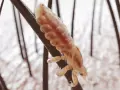Widok z bliska na wszy, które nie skaczą, ale wspinają się po włosach.