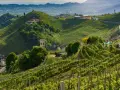 Rolling green hills covered in vineyards, with a winding road and scattered buildings.