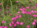 En äng full av livliga, rosa nejlika blommor som sträcker sig mot solen.