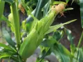 Un germoglio di mais verde, pronto per essere raccolto, con i suoi fili dorati che spuntano.
