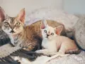 Dwa koty rasy Devon Rex leżą na kocu. Jeden jest pręgowany, drugi biały z niebieskimi oczami.