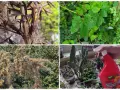 Zdjęcia pokazują różne szkodniki w ogrodzie: mszyce na pędach, larwy na liściach winogron, pajęczynę na krzewie i oprysk na mszyce.