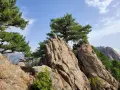 Rochers escarpés et pins majestueux sous un ciel bleu, paysage de **mare a mare sud** en Corse.