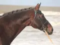 Le beau cheval bai, nouma d'auzay, aux crins tressés, se tient près de l'océan.
