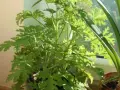 Zielony, rozłożysty geranium anginka z postrzępionymi liśćmi, rosnący na parapecie.