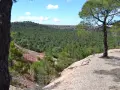 Vistas del mirador de Sigüenza, con un extenso bosque de pinos verdes y un terreno rojizo.