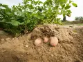 La terra rivela i suoi tesori: una pianta di patate con tuberi rosa pronti per essere raccolti.