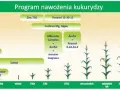 Jakie nawozy pod kukurydzę na ziarno - skuteczne metody nawożenia