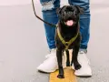 Jak założyć psu szelki - prosta instrukcja, która ułatwi życie