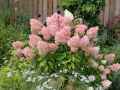 Ein Garten voller rosa Rispenhortensien, die sich gut vermehren lassen. Kleine weiße Blüten und dunkle Kugeldisteln ergänzen das Bild.