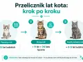 Kociak, młody kot i dorosły kot pokazują, jak przeliczyć wiek kota na ludzkie lata. Pierwszy rok to 15 lat, drugi to 24, a każdy kolejny to 4-5 lat.