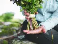Händer som håller en bukett med gröna blad och lila stjälkar, redo att binda bukett.
