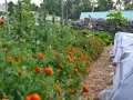 En rad med orange blommor kantas av tomatplantor i en pallkrage. Bredvid syns odlingar under fiberduk.
