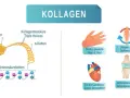 Die Wahrheit über Kollagen Nahrungsergänzungsmittel: Vorteile und Risiken