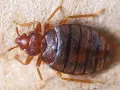 Un primer plano muestra cómo son los chinches: pequeños, marrones, con seis patas y un cuerpo ovalado y aplanado con rayas oscuras.
