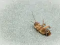 Una cucaracha muerta boca arriba sobre una superficie gris. Un recordatorio de las plagas que pueden aparecer con las cucarachas en verano.