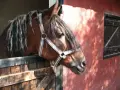 Un cheval brun à la crinière sombre regarde depuis son box dans une écurie de propriétaire. La lumière du soleil éclaire le mur rouge.
