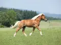 Un magnifique cheval palomino galope dans un pré verdoyant, sa crinière blonde flottant au vent.