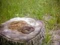 Żmija zygzakowata na pniu. Ciekawostki o jej kamuflażu i życiu w naturze.