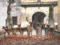 Stado jeleni na dziedzińcu zamku Niemodlin. Zwiedzanie tego miejsca jesienią to niezapomniane przeżycie.