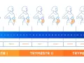 Zmiany sylwetki kobiety w kolejnych tygodniach ciąży i miesiącach, od pierwszego do dziewiątego. Rozwój dziecka od zarodka do noworodka.