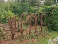 Mehrere abgestorbene Baumstümpfe stehen im Garten. Die Arbeit, **Strauchwurzeln entfernen**, ist hier offensichtlich noch nicht abgeschlossen.