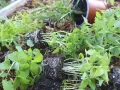 Små plantor med kryddor i kruka utomhus, redo att planteras.