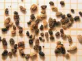 Pequeños gránulos oscuros y marrones, algunos alargados, otros más redondos, esparcidos sobre una cuadrícula. Son heces de cucarachas.