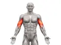 Jak rozciągać biceps? Uniknij 5 błędów i zyskaj siłę!
