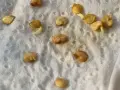 Kleine Keimlinge sprießen aus Samen auf feuchtem Tuch. Das Vorkeimen von Bohnen ist ein spannender Prozess.