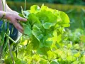 Hände ernten einen frischen Kopfsalat im Garten. Das knackige Grün leuchtet in der Sonne.
