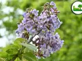 Ein blühender blauglockenbaum, dessen Blüten zwar schön anzusehen sind, aber Vorsicht: der blauglockenbaum ist giftig.