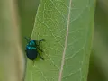 Un escarabajo verde metálico, un ejemplo de los diversos tipos de escarabajos, descansa sobre una hoja verde con venas marcadas.