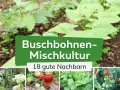 Buschbohnen-Mischkultur: junge Buschbohnen im Beet mit 18 guten Nachbarn wie Gurken, Erdbeeren, Salat und Tomaten.