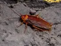 Cucaracha marrón sobre superficie oscura. Aunque no pican, su presencia es desagradable.