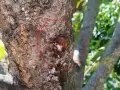 Gommosi albicocco che trasudano dalla corteccia di un albero.