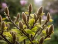 Puszyste pąki magnolii zapowiadają wiosenne kwitnienie. W tle delikatne różowe kwiaty.