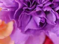 Primer plano de claveles morados y naranjas. El clavel morado, con su significado de encanto, se despliega en pétalos rizados.
