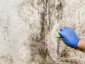 A gloved hand scrubs a wall covered in black mold, beginning the black mold removal process.